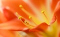 Orange blooming clivia miniata flower Royalty Free Stock Photo