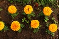 Orange blooming flowers and buds growing in flower bed. orange flowers in the ground, top view Royalty Free Stock Photo