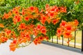 Orange blooming flowers on fence