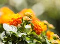 Orange Blooming Lantana camara flower