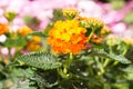 Orange Blooming Lantana camara flower