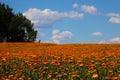 Orange blooming marigold field. A useful plant used in medicine. Nice tea Royalty Free Stock Photo