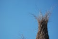 willow branches sculpture, witch hatch, castle, in sun set