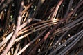 willow branches sculpture, witch hatch, castle, in sun set