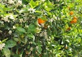 Orange blossom Royalty Free Stock Photo