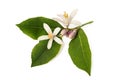 Orange blossom Royalty Free Stock Photo