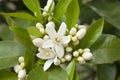 Orange blossom, Citrus Flowers