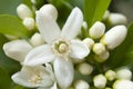 Orange blossom, Citrus Flowers