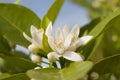 Orange blossom, Citrus Flowers