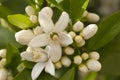 Orange blossom, Citrus Flowers