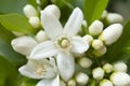 Orange blossom, Citrus Flowers