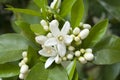 Orange blossom, Citrus Flowers