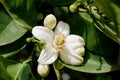 orange blossom, citrus trees in israel. white flowers and green leaves Royalty Free Stock Photo