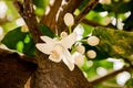 orange blossom, citrus trees in israel. white flowers and green leaves Royalty Free Stock Photo