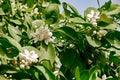 orange blossom, citrus trees in israel. white flowers and green leaves Royalty Free Stock Photo