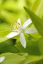 Orange-blossom flower Royalty Free Stock Photo