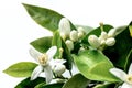 Orange blossom flower isolated on white backgrounds