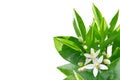 Orange blossom flowers, buds, leaves corner isolated on white Royalty Free Stock Photo