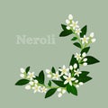 Orange blossom: flowers, buds and leaves. Floral design card fleur d'orange (neroli). Vector illustration. Royalty Free Stock Photo