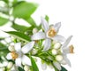 Orange blossom flowers in the corner isolated on white Royalty Free Stock Photo