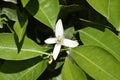 Orange blossom flowers four white petals short stamens