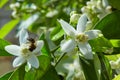 Orange blossom flowers in mediterranean tree Royalty Free Stock Photo