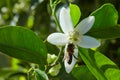 Orange blossom flowers in mediterranean tree Royalty Free Stock Photo