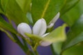 Orange blossom flowers in natural light Royalty Free Stock Photo