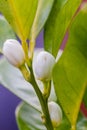 Orange blossom flowers in natural light Royalty Free Stock Photo