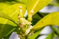 Orange blossom flowers in natural light Royalty Free Stock Photo