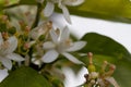 Orange blossom flowers in natural light Royalty Free Stock Photo