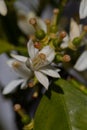 Orange blossom flowers in natural light Royalty Free Stock Photo