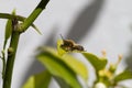 Wasp on orange blossom flowers in natural light Royalty Free Stock Photo