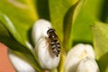 Wasp on orange blossom flowers in natural light Royalty Free Stock Photo