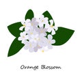 Orange Blossom Flowers Royalty Free Stock Photo