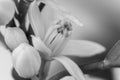 Orange blossom flowers in natural light b&w Royalty Free Stock Photo