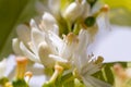 Orange blossom flowers in natural light Royalty Free Stock Photo