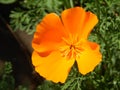 Close orange flower in summer Royalty Free Stock Photo
