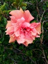 orange blossom of hibiscus plant