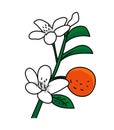 Orange blossom illustration vector isolated