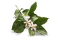 Orange blossom Royalty Free Stock Photo