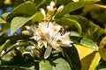 Orange blossom is the name of the white flowers of the orange tree, lemon tree and citron. The name is popularly associated with Royalty Free Stock Photo