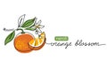 Orange blossom, neroli vector illustration. One continuous line art drawing of citrus flowers with lettering orange