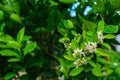 Orange blossom over nature leaf background, flowers of fleur d`o