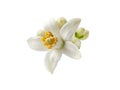 Orange blossom or neroli white flower and buds isolated on white Royalty Free Stock Photo