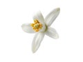 Orange blossom single white flower isolated on white Royalty Free Stock Photo