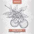 Orange blossom sketch on elegant lace background.