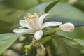 Orange blossom in spring, azahar flower Royalty Free Stock Photo