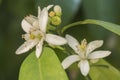 Orange blossom in spring, azahar flower Royalty Free Stock Photo