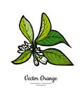 Orange blossom vector isolated. Orange tree branch, white flowers, buds, green leaves. Flowers isolated white background Royalty Free Stock Photo